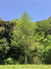 樹木 イチョウ
