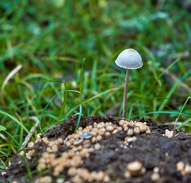 Selective focus shot of a single Petticoat Mottlegill (Panaeolus papilionaceus) inedible mushroom