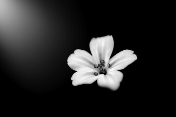 white flower on black background