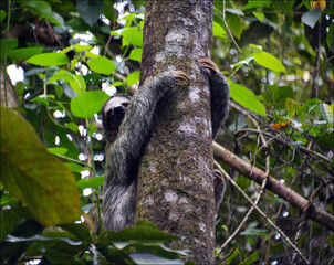 Sloth in Arenal park,  Costa Rica