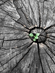 Close up a strong seedling growing in black cracked stump tree