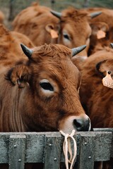 cows in a farm