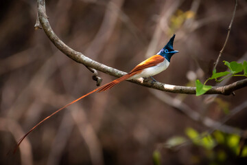 Paradise Flycatcher male on branch