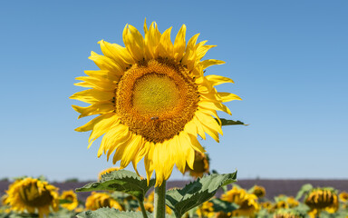 Sunflower in the field. Close up.