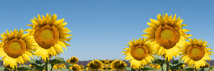 Sunflowers in the field. Panoramic summer landscape with focus on five sunflowers in the foreground.
