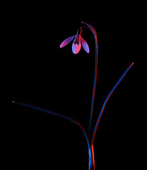 Snowdrop in pink and blue neon light isolated on black background.