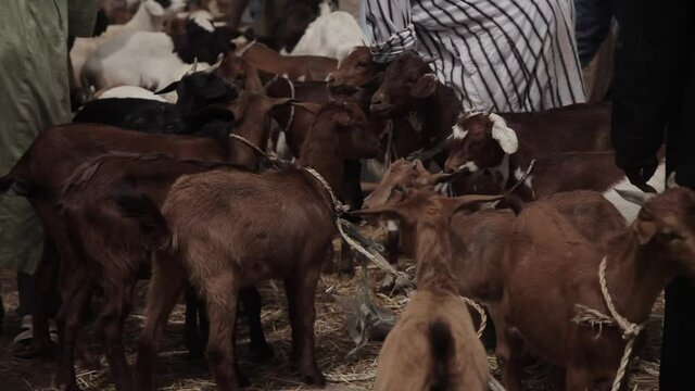 animal market seller in katsina state
