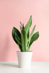 A modern-style Sansevieria plant is placed on a white table against a pink wall. Home plant Sansevieria trifasciata