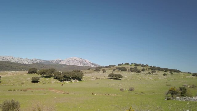 Zoom in on grassy pasture plain with Cadiz Mountains in landscape background