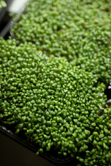 Fresh cress sprouts, green leaves of microgreen cress. the concept of healthy eating and growing greenery at home, cityferm
