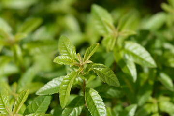 Lemon verbena