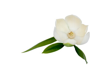 White magnolia flower (Magnolia grandiflora) on isolated white background. Called Evergreen...