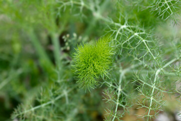 Common fennel