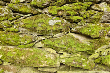 moss on stone wall