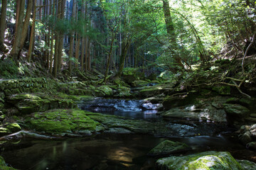 Obraz premium 新緑の中の滝