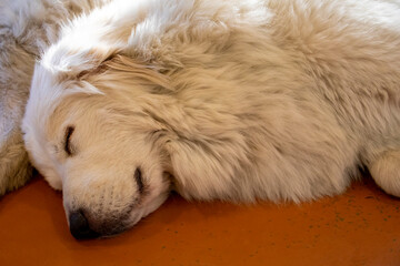 great pyrenees dog sleeping