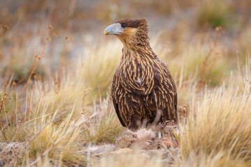 Obraz premium Crested Caracara (Polyborus plancus) sitting in high grass