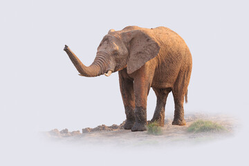 Fototapeta na wymiar African Elephant (Loxodonta africana) with raised trunk against a stylized light background