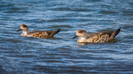 Patagonian crested duck (Lophonetta specularioides) pair swimming in sea