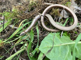 Joli orvet dans la nature