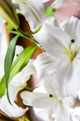 Obraz premium Close-up of a white lily flower with place for text.