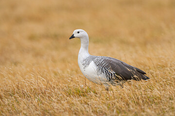 Magellan goose or Upland goose (Chloephaga picta) male standing in yellow grass in Torres del Paine National Park