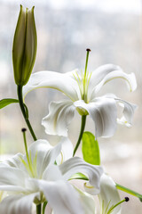 Fototapeta premium white spring flowers