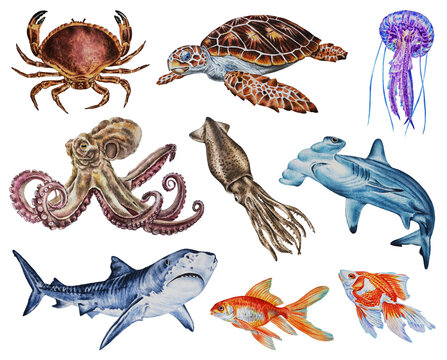 Sea collection with octopus, crab, turtle, squid, sharks, jellyfish, fish. Set with underwater creatures in a watercolor style isolated on white background. Illustration. Hand drawn. 
