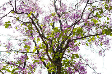 Lagerstroemia loudonii, full bloom purple flowers.