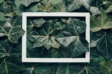 Green ivy leaves and white frame. Nature concept background. Minimal style. Top view. Flat lay.