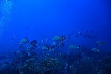 Fototapeta na wymiar school of fish underwater photo, Gulf of Mexico, Cancun, bio fishing resources