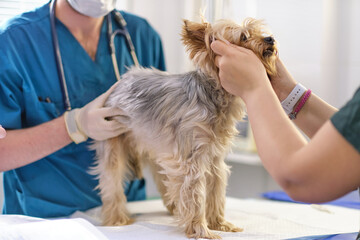 small dog at the reception at the veterinarian. Image of dog on the operating table and doctor in a...