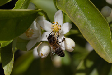 Bee working on a flower of a tangerine tree.
