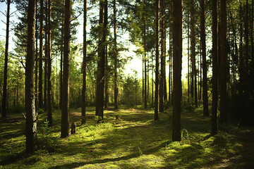sun rays in coniferous forest, abstract landscape summer forest, beautiful wilderness nature