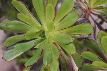 Close up of a green aeonium arboreum