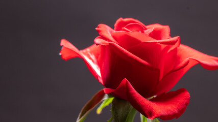 Single beautiful red rose isolated on dark