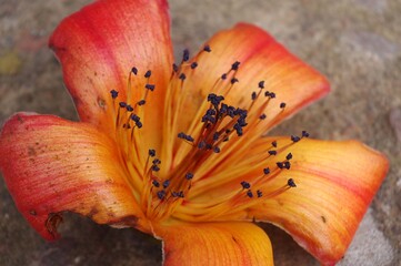 Lilium lancifolium, lis tigré, Tiger Lily  © Gwenaelle.R