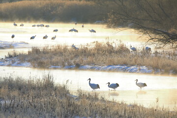 タンチョウの塒（ねぐら）