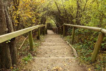 stairway in the wood