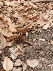 Wald Maus