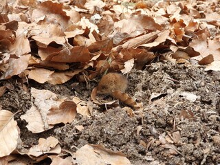 Wald Maus