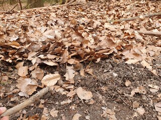 Wald Maus