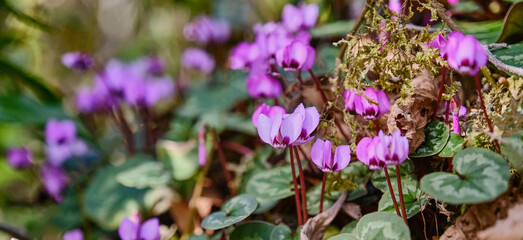 Blooming pink flowers of a cyclamen plant in wild nature.
