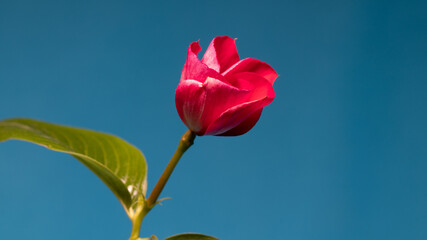 Fototapeta premium vinca blooming on blue screen background close up. High quality photo