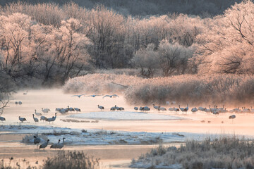 タンチョウの塒（ねぐら）