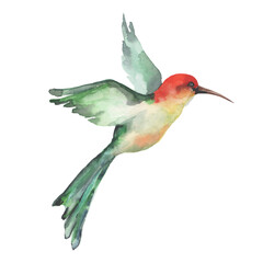   A small tropical bird hummingbird with bright feathers flies wide spreading its wings. Watercolor on a white background for the design of cards, print, textile, banner, packaging, wallpaper. © Pavla aquarelle