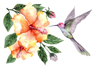   Composition of flying bird hummingbird with tropical flowers and hibiscus buds on branches with green leaves. Watercolor on a white background for cards, backgrounds, textiles, prints, wallpapers. © Pavla aquarelle
