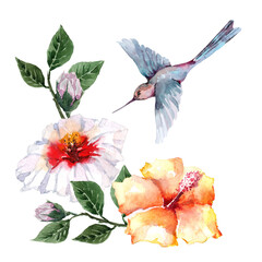  Composition of flying bird hummingbird with tropical flowers and hibiscus buds on branches with green leaves. Watercolor on a white background for cards, backgrounds, textiles, prints, wallpapers.