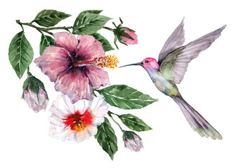 Naklejki  Kompozycja latającego ptaka koliber z tropikalnymi kwiatami i pąkami hibiskusa na gałęziach z zielonymi liśćmi. Akwarela na białym tle na karty, tła, tekstylia, wydruki, tapety.