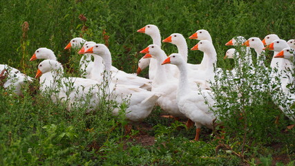 flock of domestic geese